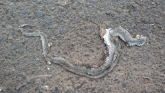 Fowlea flavipunctata