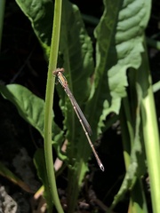 Austrolestes analis
