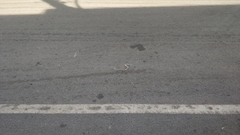 Fowlea flavipunctata