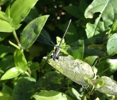 Austroargiolestes icteromelas