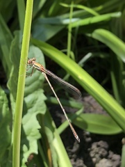 Austrolestes analis