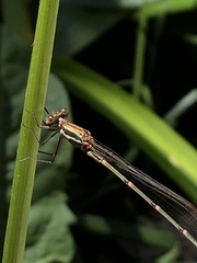 Austrolestes analis