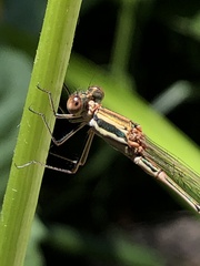 Austrolestes analis