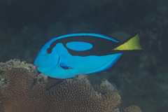 Paracanthurus hepatus