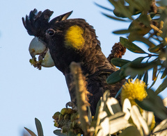 Zanda funerea funerea