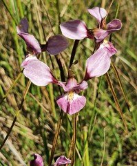 Diuris punctata