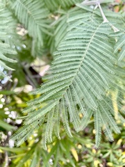Acacia dealbata