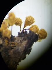 Hemitrichia calyculata