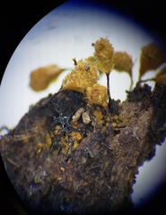 Hemitrichia calyculata