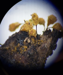 Hemitrichia calyculata