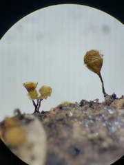 Hemitrichia calyculata