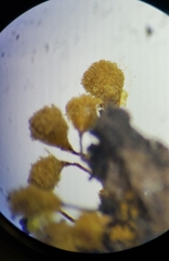 Hemitrichia calyculata