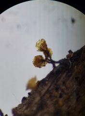 Hemitrichia calyculata