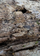 Hemitrichia calyculata