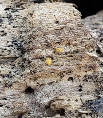 Hemitrichia calyculata