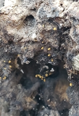 Hemitrichia calyculata