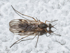 Sylvicola fuscatus