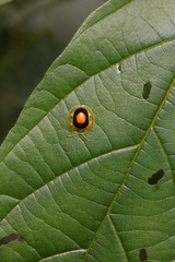 Charidotis circumducta