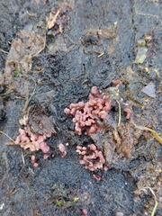 Ascocoryne sarcoides