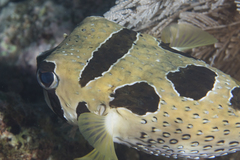 Diodon liturosus