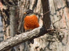 Turdus migratorius