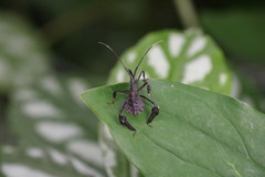 Acanthocephalini