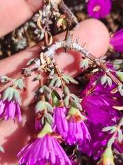 Lampranthus emarginatus