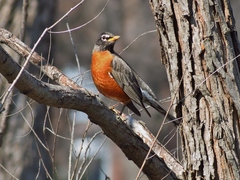Turdus migratorius