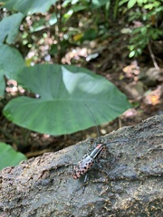 Macrochenus isabellinus