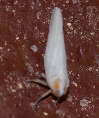 Neocenchrea heidemanni