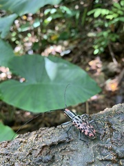 Macrochenus isabellinus