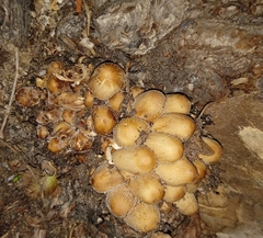 Coprinellus saccharinus