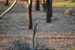 Aphelocephala leucopsis