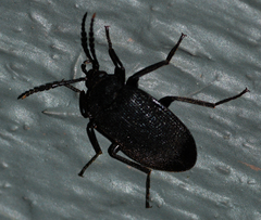 Penthe pimelia