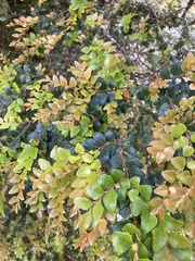 Nothofagus cunninghamii