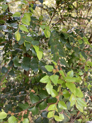 Nothofagus cunninghamii