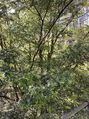 Nothofagus cunninghamii