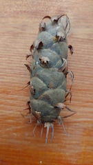 Pinopsida