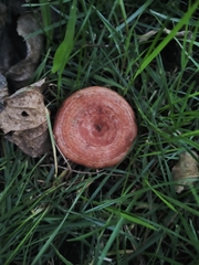 Lactarius sanguifluus