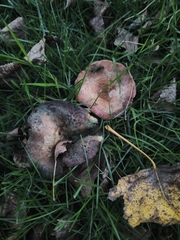 Lactarius sanguifluus