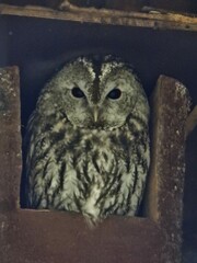 Strix