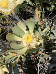 Leucadendron arcuatum