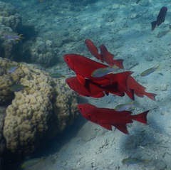 Priacanthus hamrur