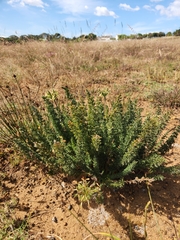 Pelargonium rapaceum