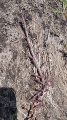 Salicornia natalensis