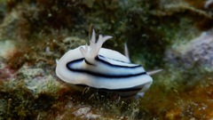 Chromodoris lochi