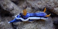Chromodoris elisabethina