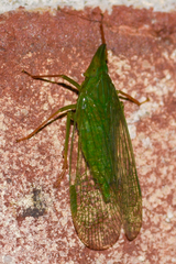 Rhynchomitra