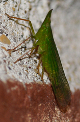 Rhynchomitra