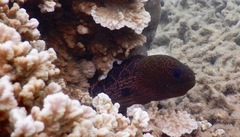 Gymnothorax javanicus